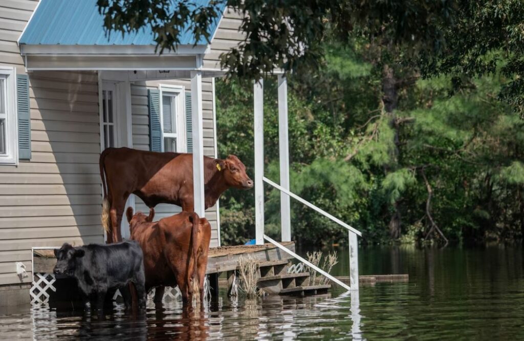 réchauffement climatique animaux